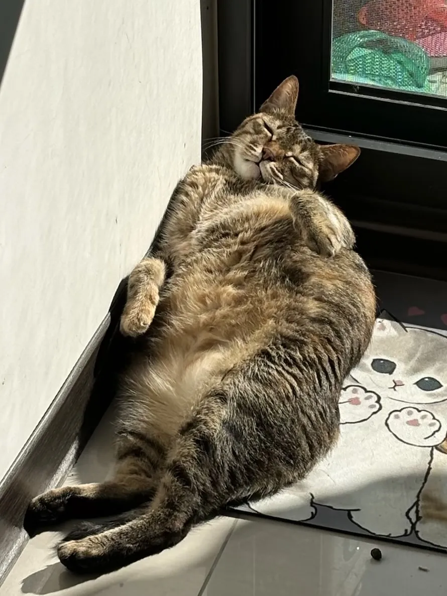 旭日動物醫院