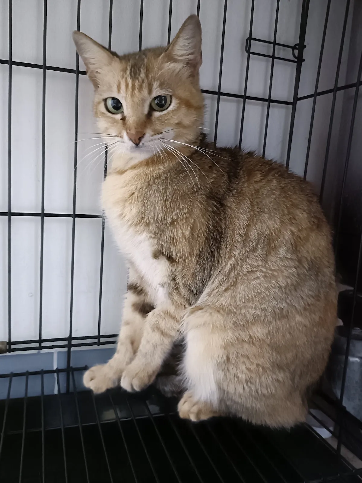 以恩動物醫院