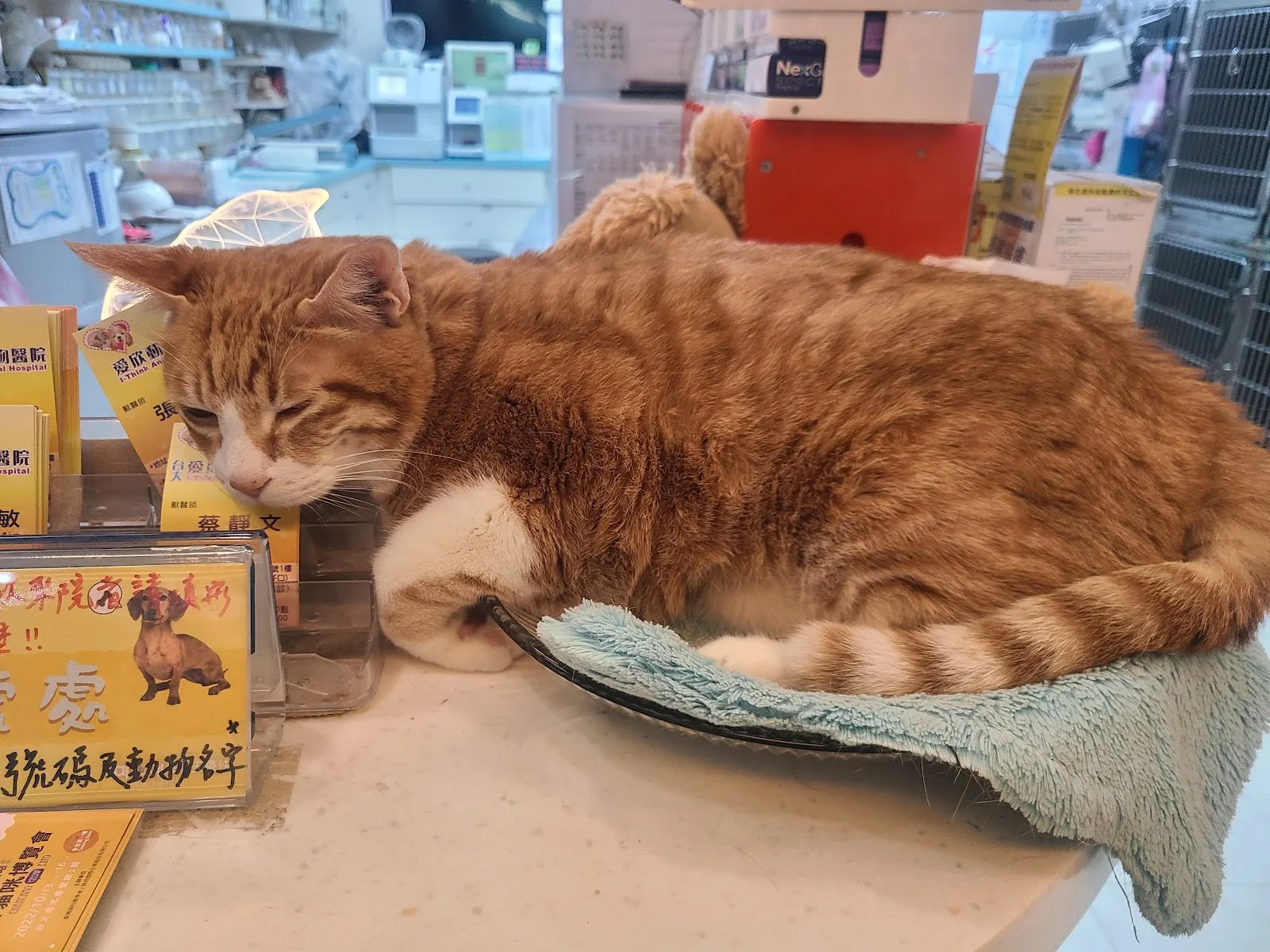 愛欣動物醫院
