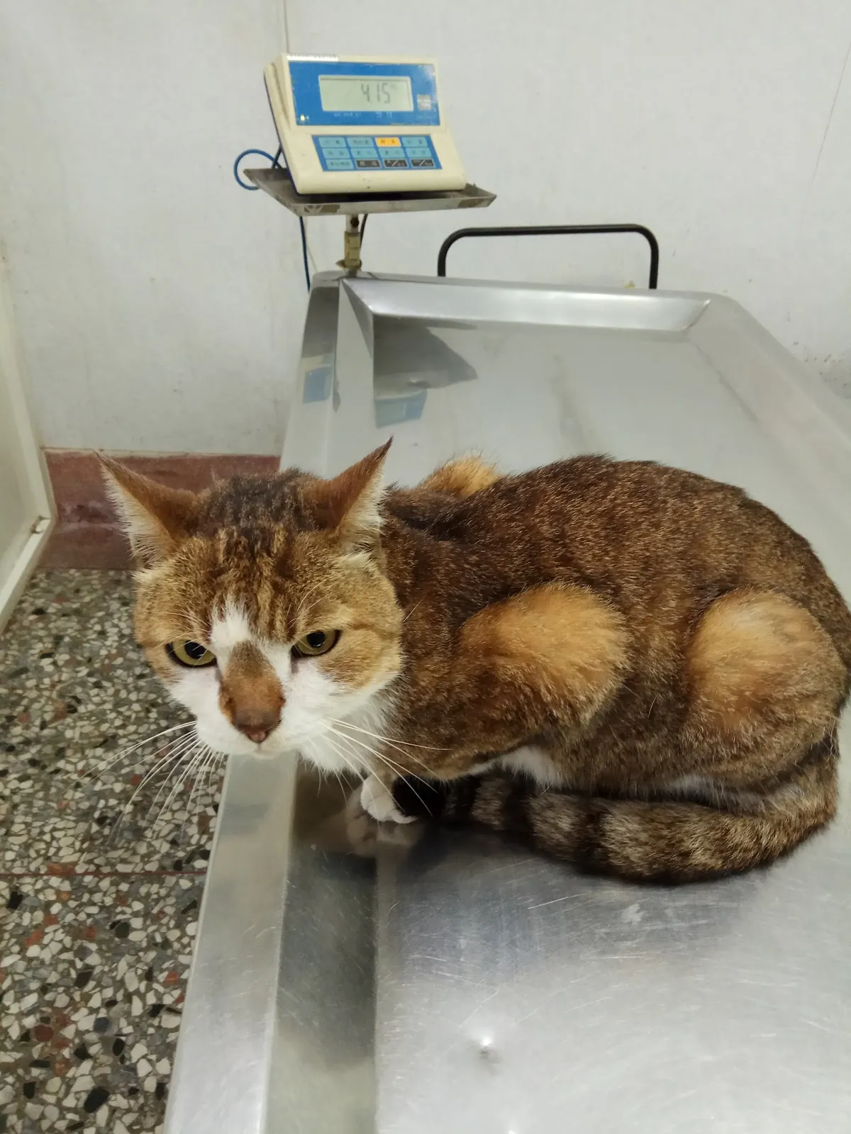 聯合動物醫院