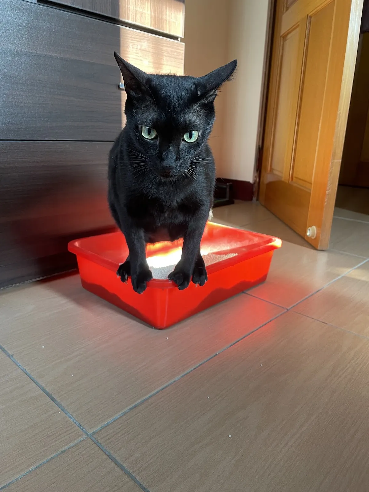 旺旺動物醫院