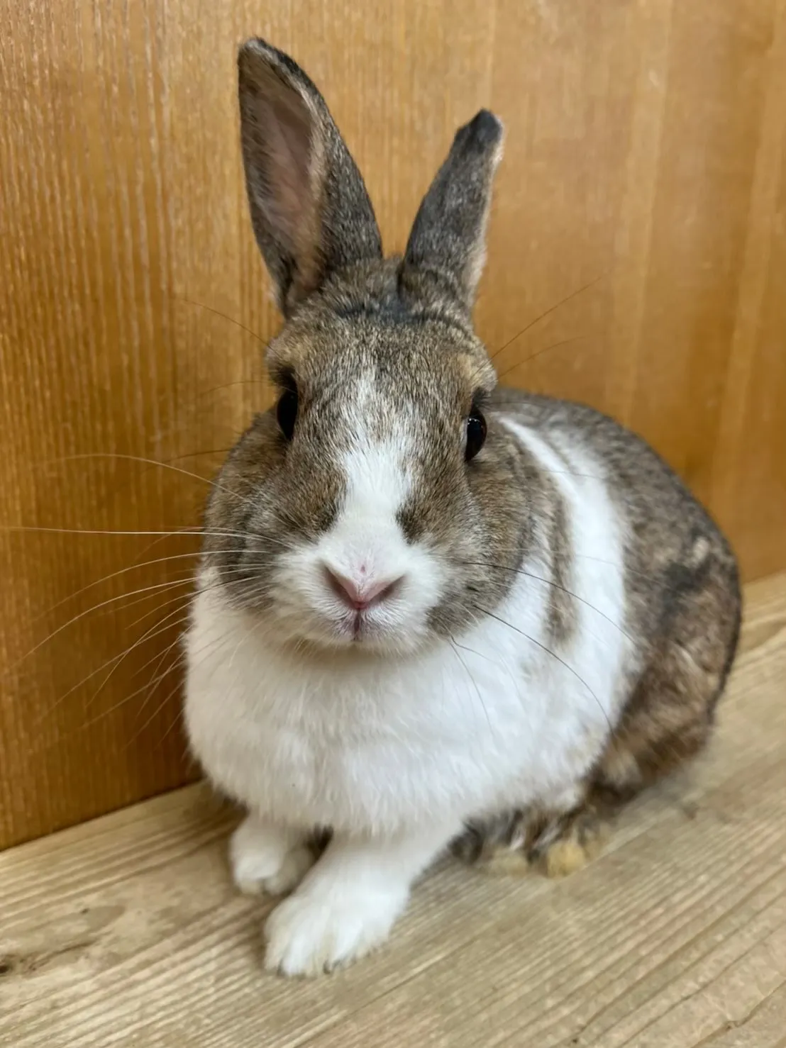 長宏動物醫院